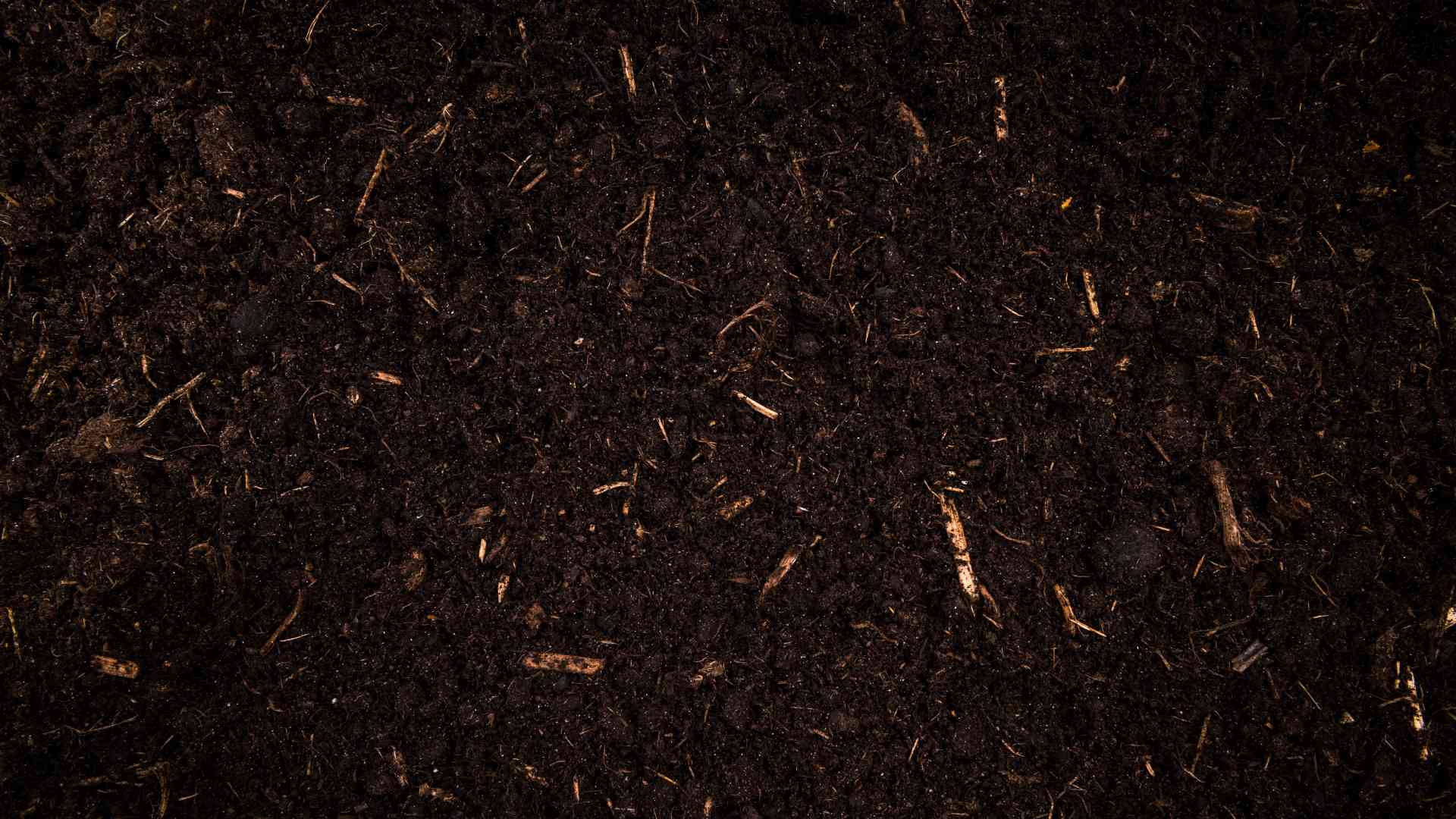 Zdjęcie od góry przedstawiające żyzną glebę.