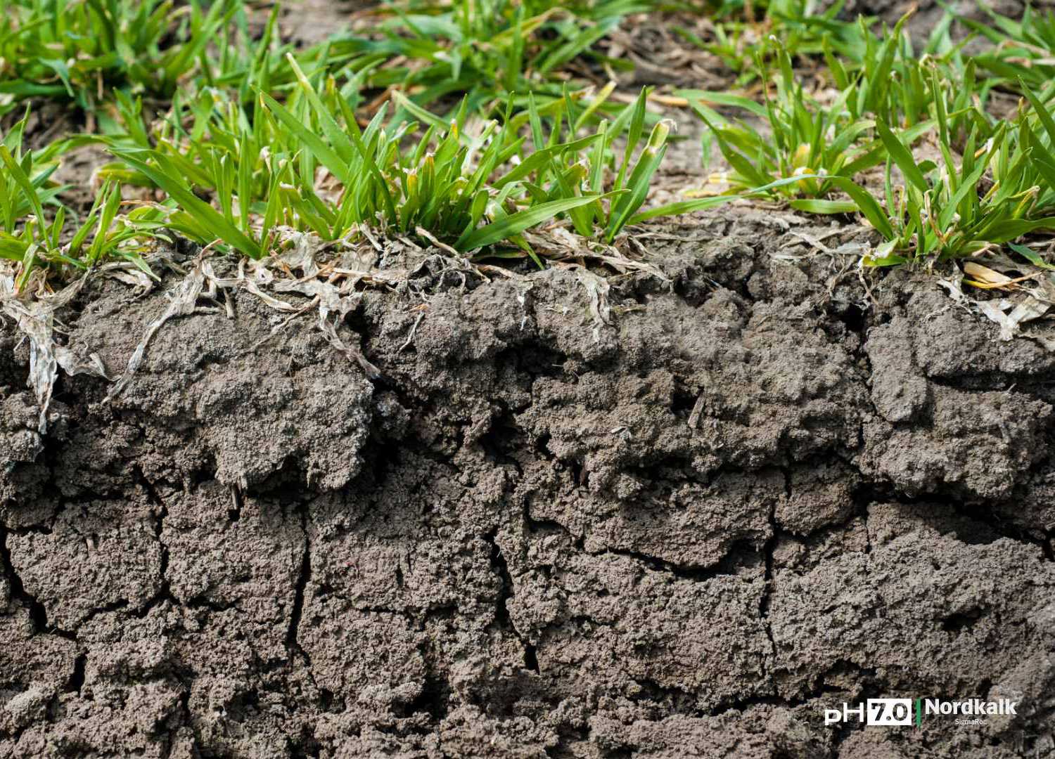 Przekrój profilu glebowego z widoczną strukturą gruzełkowatą gleby oraz rosnącymi na powierzchni roślinami.
